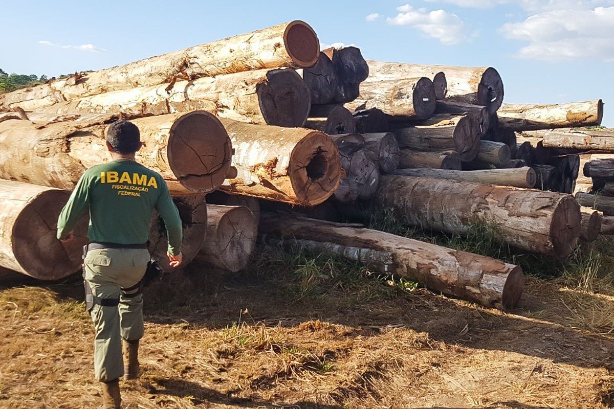 Madeireira que falsificava créditos para extração em MT é multada em R$ 782 mil pelo Ibama