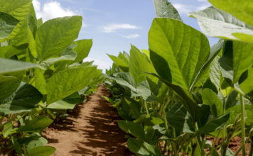 Área plantada de soja mato-grossense deve crescer 1,64%