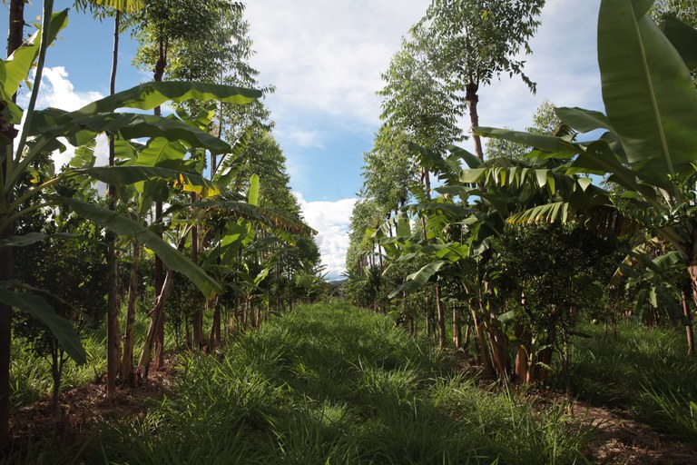 Inovação: emissão de títulos fundiários para pequenos agricultores será online