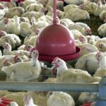 China suspende proibição de compra de carne de frango do Brasil