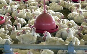 China suspende proibição de compra de carne de frango do Brasil