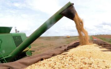 Mato Grosso puxa novo recorde e safra de grãos do Brasil pode chegar a 353,4 milhões de toneladas