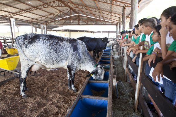 Filhos no Campo atendeu mais de 13 mil crianças entre 2015 e 2018