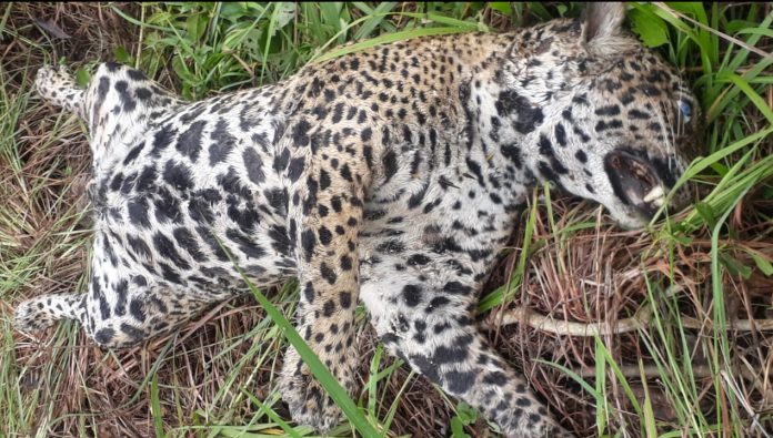 Onça pintada morta