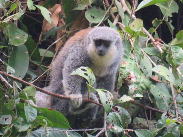 macaquinho 2