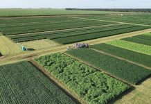 Mato Grosso: de fronteira agrícola a potência global do agronegócio