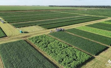 Mato Grosso: de fronteira agrícola a potência global do agronegócio