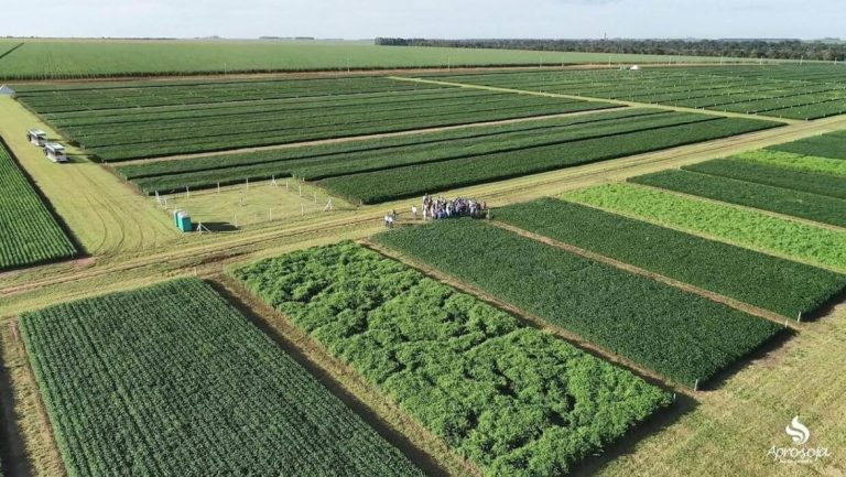 Image de capa - Mato Grosso: de fronteira agrícola a potência global do agronegócio