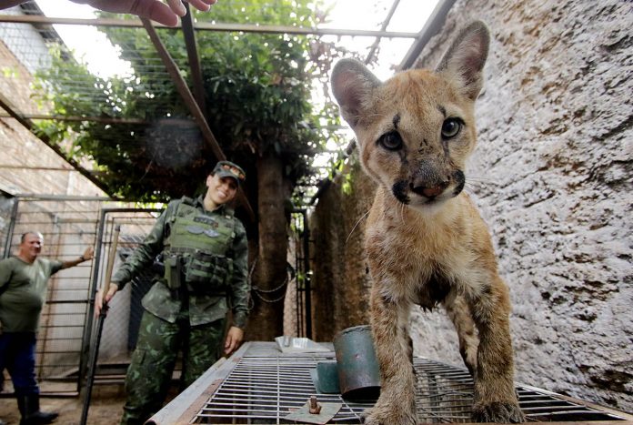Batalhão de Polícia Militar Ambiental13