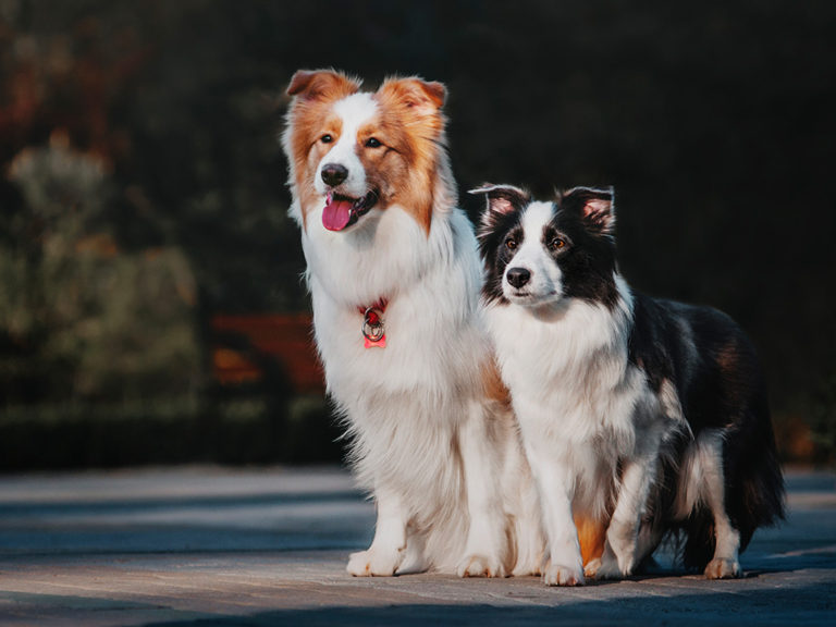 Resolução regulamenta telemedicina veterinária no país