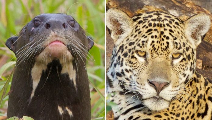 onças e ariranhas bichos do pantanal