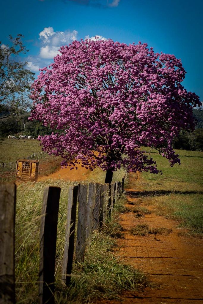 Árvore de Natal do Cerrado