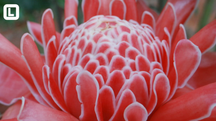 Bastão do Imperador Rosa_ Flores Tropicais_ Unemat_ MT Horticultura_ Mato Grosso