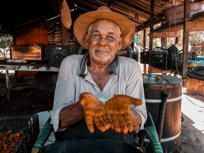 Mais de 2 mil empregos são gerados pela agricultura familiar em Primavera do Leste (2)