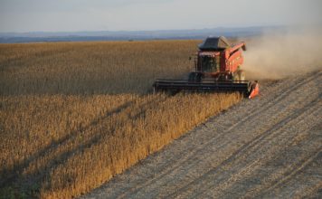 Área de soja convencional cresce quase 35% em Mato Grosso