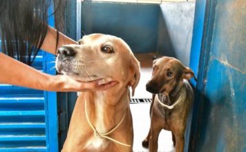 Veja como vai funcionar o primeiro hospital veterinário público de MT