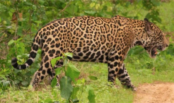 fotografia onça-pintada,ONÇA-PINTADA MORTA EM POCONÉ, ONCA-PINTADA