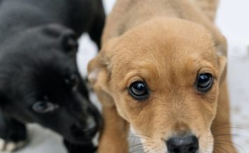 Precisando de um amigo? Hoje tem feirinha de adoção de pet em Cuiabá