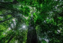 Mercado de Carbono: oportunidade para produtores rurais rentabilizarem e empresas compensarem emissões