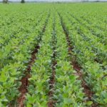 Atraso nas chuvas preocupa produtores e pode afetar safra de soja em Mato Grosso