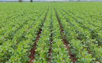 Atraso nas chuvas preocupa produtores e pode afetar safra de soja em Mato Grosso