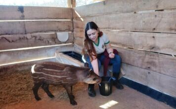 Sema encaminha cinco animais silvestres para Santuário em Minas Gerais