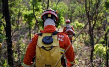 Corpo de Bombeiros combate 31 incêndios florestais neste sábado (13)
