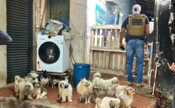 Cães vítimas de maus-tratos são resgatados em canil clandestino de Cuiabá