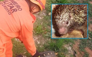 Jabuti e porco-espinho são resgatados no mesmo dia por corpo de bombeiros