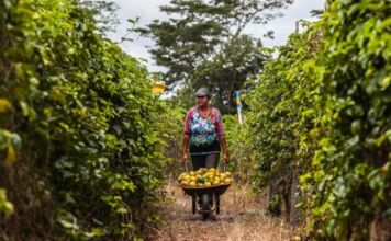 Parcerias da Seaf com Sema e Intermat vão viabilizar regularização fundiária e ambiental pelo MT Produtivo