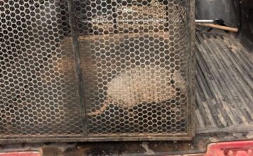 Corpo de Bombeiros resgata tatu-galinha que estava em área urbana de município