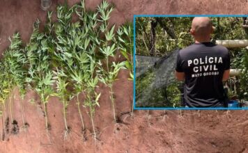 Homem é preso por manter plantação de maconha em zona rural de MT