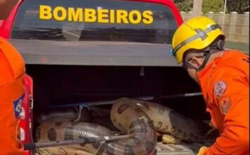 Corpo de Bombeiros de MT resgata mais de 1,9 mil animais silvestres em 2025