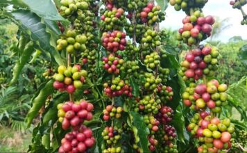 Conab prevê colheita recorde de café com crescimento de 17,1% em 2026
