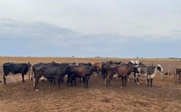 Genética de ponta faz produção de leite saltar de 3 para 16 litros por vaca em MT