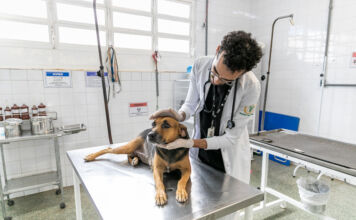 Bem-Estar Animal avança em capacidade de atendimento e reestruturação