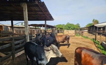 Governo de MT percorre 17 municípios para fortalecer produção de leite na agricultura familiar