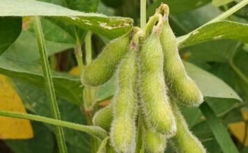 Produtores de soja têm até 15 de fevereiro para cadastrar áreas no Indea