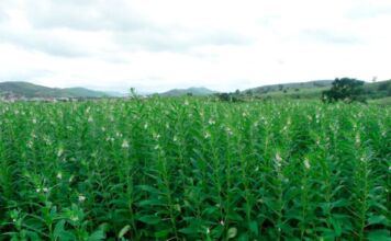 Gergelim avança como ‘segunda safra’ estratégica e cresce 17% em Mato Grosso