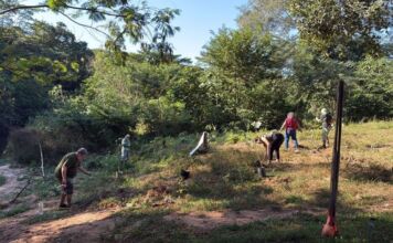 Dia Estadual das Plantas Nativas será comemorado com plantio de 100 árvores na UFMT