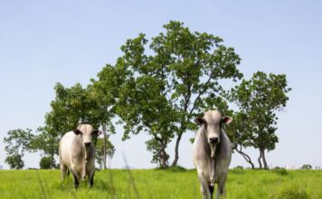 Mato Grosso consolida hegemonia no abate e exportação de carne bovina