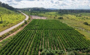 Rota do Café leva tecnologia e impulsiona produção no interior de MT