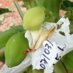 Unemat desenvolve ‘mamão de elite’ para quebrar dependência de sementes importadas