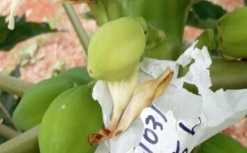 Unemat desenvolve ‘mamão de elite’ para quebrar dependência de sementes importadas