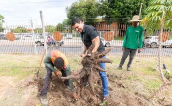 Projeto testa seis variedades de mandioca para fortalecer produção em Cuiabá