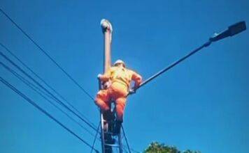 Bombeiros salvam ouriço em poste de energia em MT