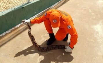 Bombeiros resgatam jiboia em área de lazer e devolvem à natureza em MT